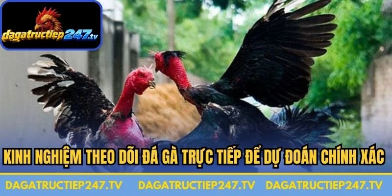 Kinh nghiệm theo dõi đá gà trực tiếp để dự đoán chính xác nhất