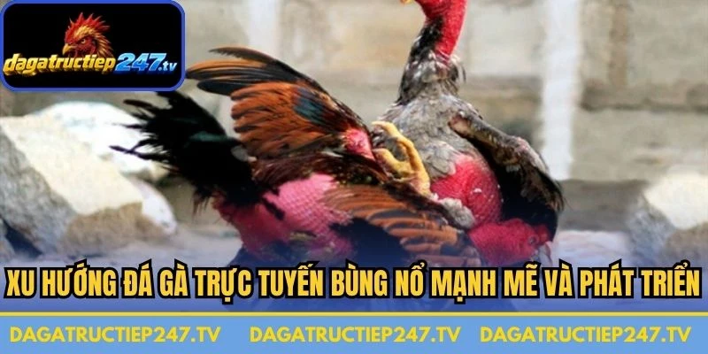 Xu hướng đá gà trực tuyến bùng nổ mạnh mẽ và rất phát triển